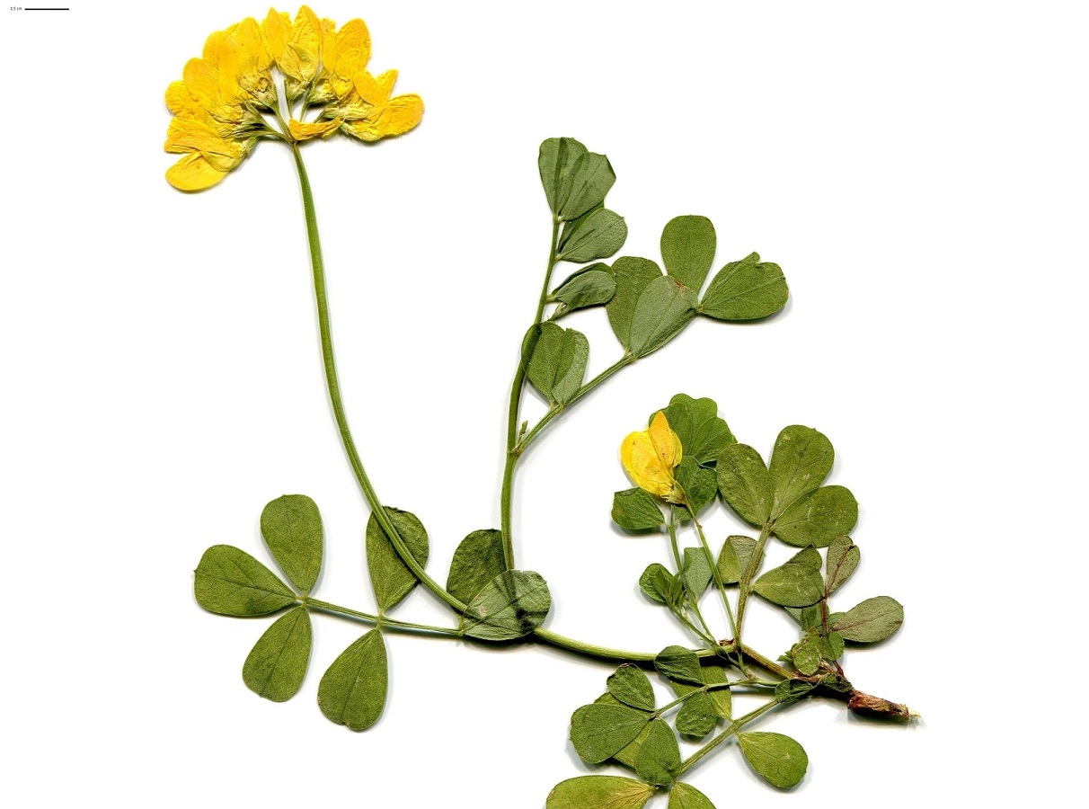Coronilla glauca (Fabaceae)